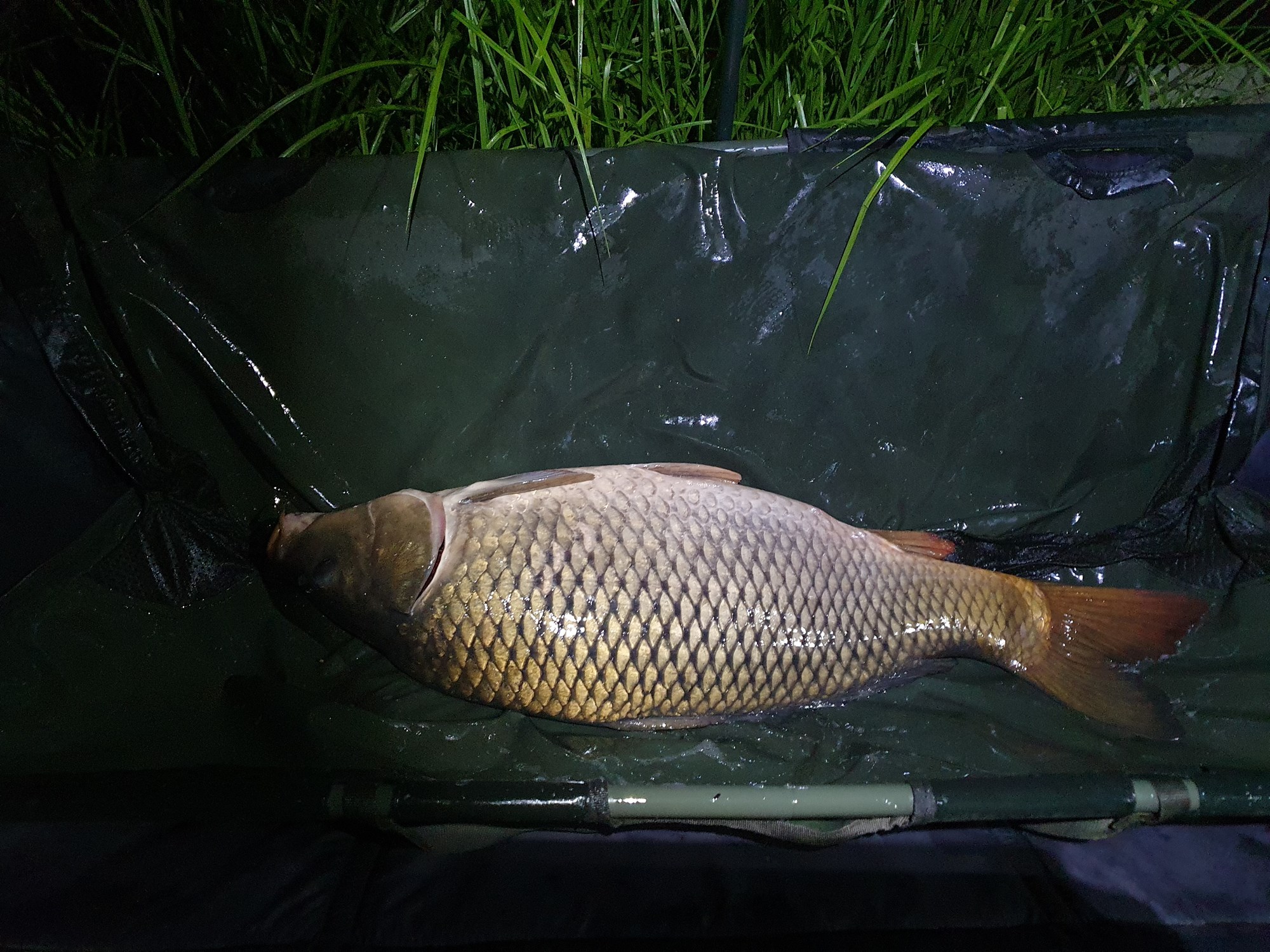 Tancabesti 9 - 12 iulie 2020 - 10.7